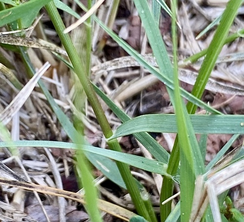 Bouteloua gracilis (Blue Grama Grass)