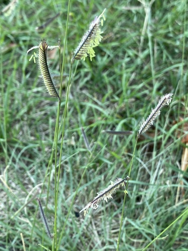 Bouteloua gracilis (Blue Grama Grass)
