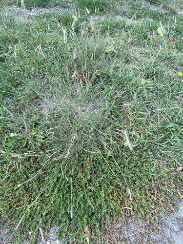 Bouteloua gracilis (Blue Grama Grass)