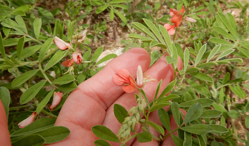 Indigofera miniata (Scarlet Pea)