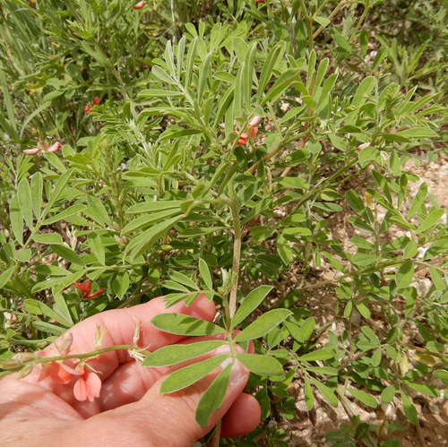 Indigofera miniata (Scarlet Pea) (alternate view 2)