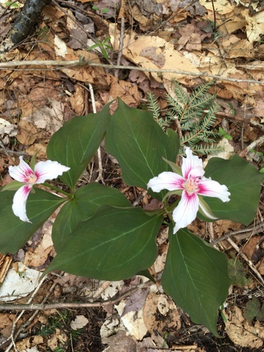 Trillium undulatum (painted trillium)