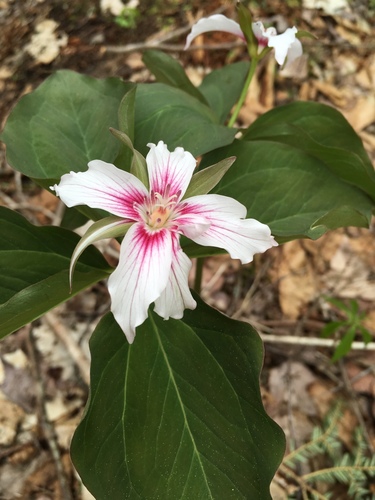 Trillium undulatum (painted trillium)