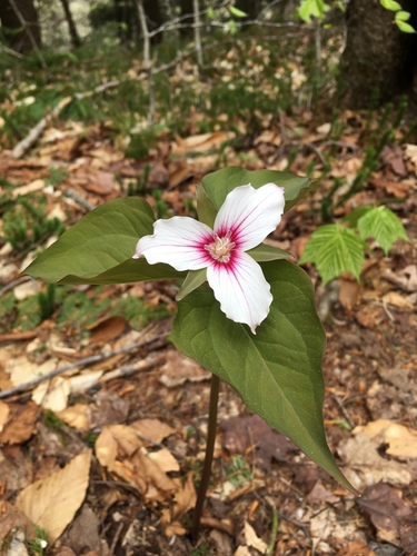 Trillium undulatum (painted trillium)