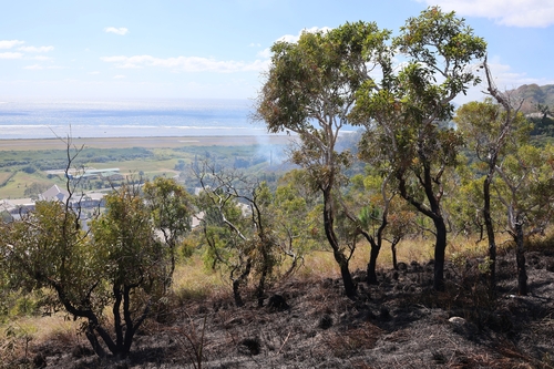 Melaleuca quinquenervia (Broad-leaved paperbark) (alternate view 10)
