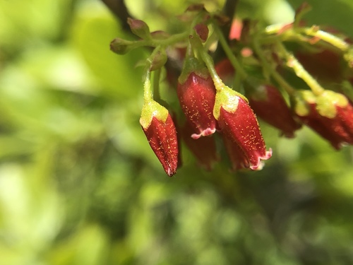 Gaylussacia baccata (black huckleberry) (alternate view 7)