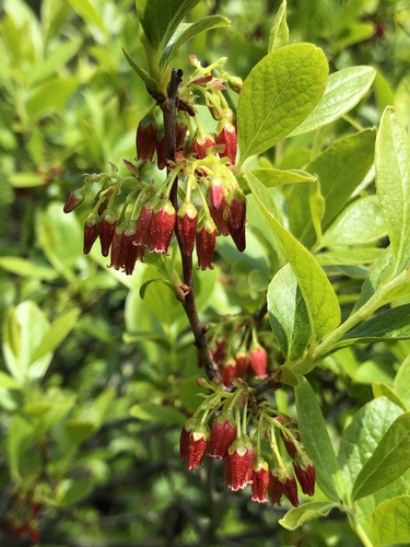 Gaylussacia baccata (black huckleberry) (alternate view 6)