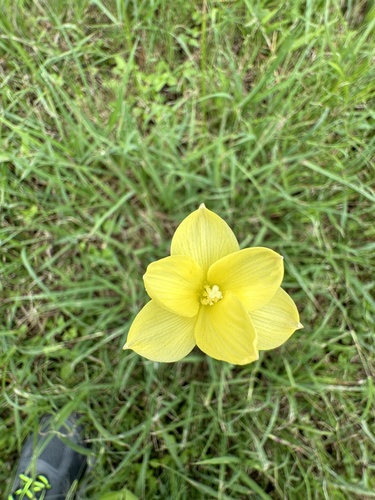 Zephyranthes (Rain lilies) (alternate view 2)