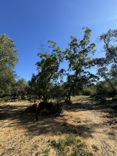 Juglans hindsii (northern California black walnut) (alternate view 2)