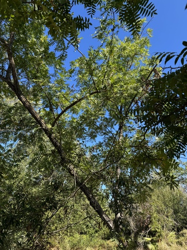 Juglans hindsii (northern California black walnut) (alternate view 3)