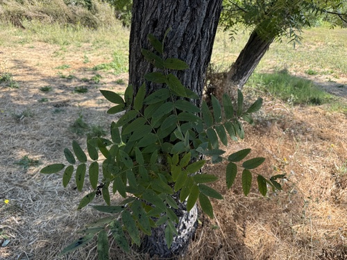 Juglans hindsii (northern California black walnut) (alternate view 4)
