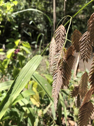Chasmanthium latifolium (Northern Sea Oats)