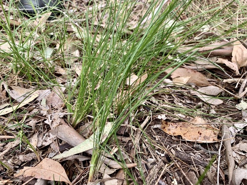Lomandra filiformis (wattle mat-rush) (alternate view 7)