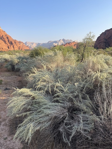 Artemisia filifolia (sand sagebrush) (alternate view 7)
