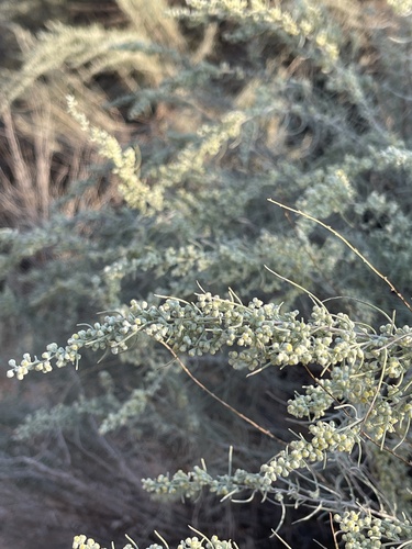 Artemisia filifolia (sand sagebrush) (alternate view 8)