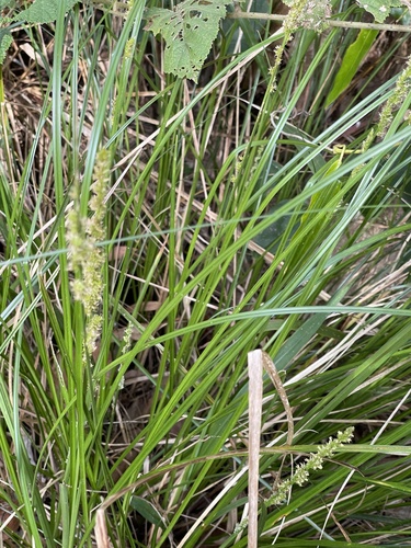 Carex appressa (Southern Cutty Sedge) (alternate view 3)