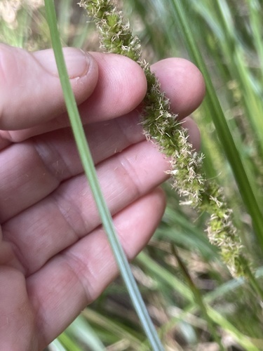 Carex appressa (Southern Cutty Sedge) (alternate view 4)