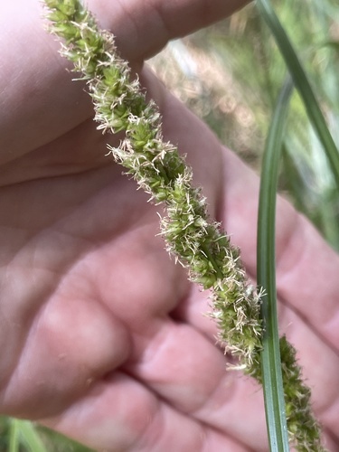 Carex appressa (Southern Cutty Sedge) (alternate view 5)
