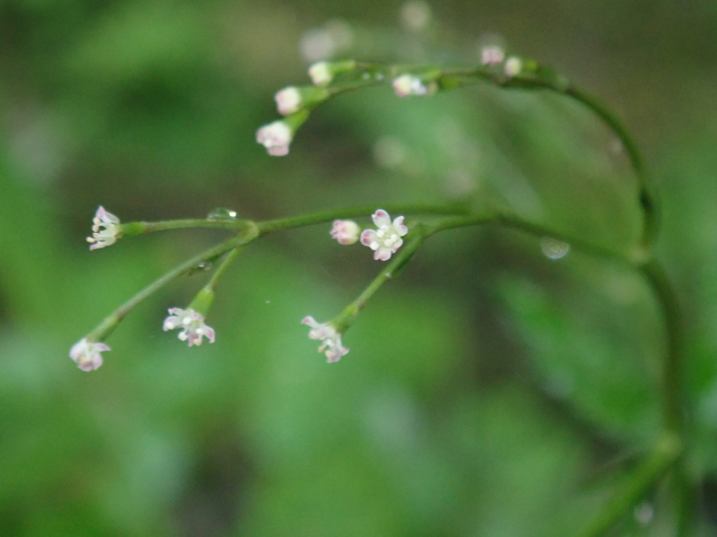 Cryptotaenia japonica, Japanese parsley (mitsuba) — clumping deciduous (Apiaceae) (image 8 of 8)
