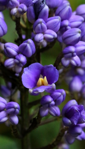 Dichorisandra thyrsiflora (Blue Ginger) (alternate view 8)
