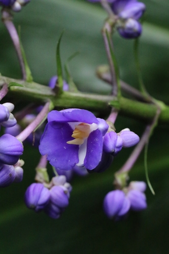 Dichorisandra thyrsiflora (Blue Ginger) (alternate view 9)