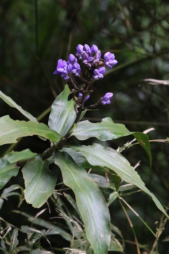 Dichorisandra thyrsiflora (Blue Ginger) (alternate view 10)