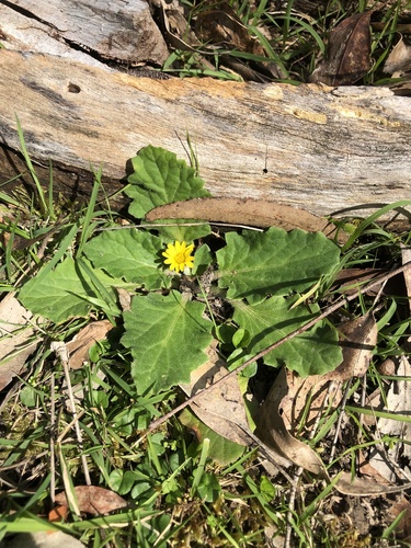 Cymbonotus preissianus (Austral bear’s-ears)