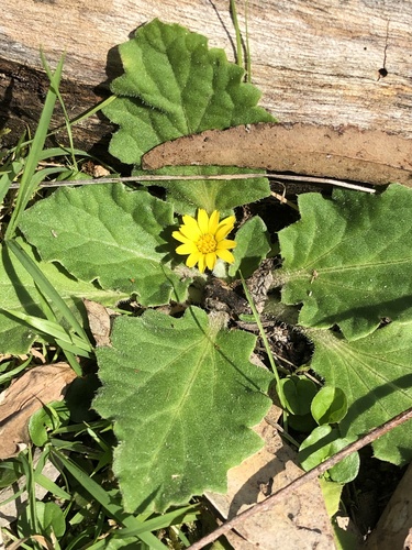 Cymbonotus preissianus (Austral bear’s-ears) (alternate view 2)