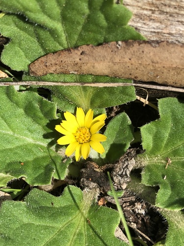 Cymbonotus preissianus (Austral bear’s-ears) (alternate view 3)