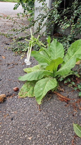 Nicotiana sylvestris (fragrant tobacco nightshade) (alternate view 7)