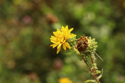 Grindelia squarrosa (Curlycup Gumweed) (alternate view 2)