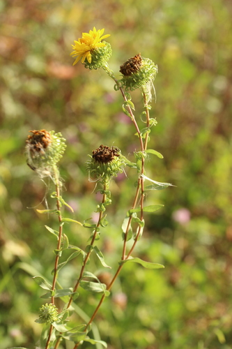 Grindelia squarrosa (Curlycup Gumweed) (alternate view 3)