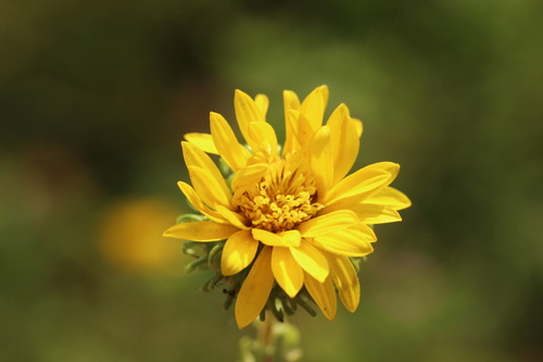Grindelia squarrosa (Curlycup Gumweed) (alternate view 5)