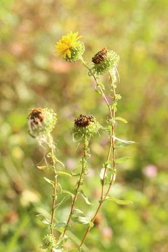 Grindelia squarrosa (Curlycup Gumweed) (alternate view 4)