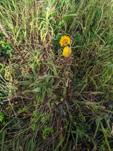 Xerochrysum bracteatum (Golden Everlasting) (alternate view 7)