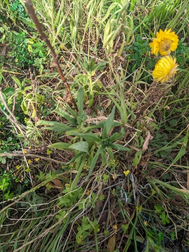 Xerochrysum bracteatum (Golden Everlasting) (alternate view 8)