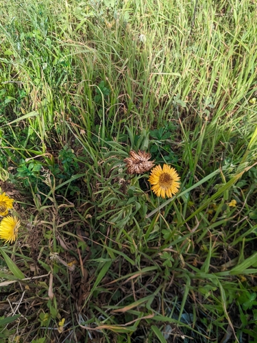 Xerochrysum bracteatum (Golden Everlasting) (alternate view 9)