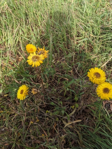 Xerochrysum bracteatum (Golden Everlasting) (alternate view 10)