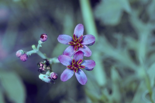 Jatropha (Physic Nuts) (alternate view 4)