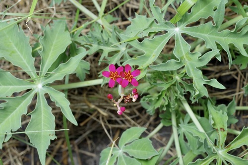 Jatropha (Physic Nuts) (alternate view 5)