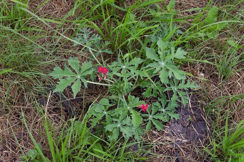 Jatropha (Physic Nuts) (alternate view 6)