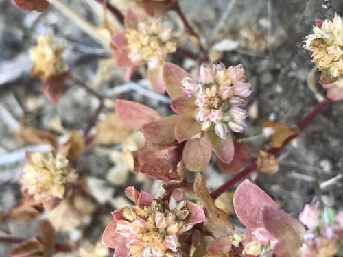 Polycarpon tetraphyllum (fourleaf manyseed)