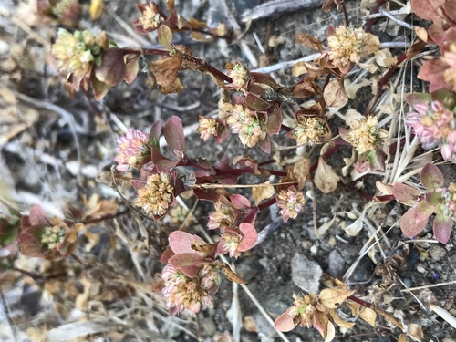 Polycarpon tetraphyllum (fourleaf manyseed) (alternate view 3)