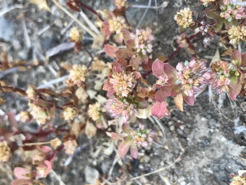 Polycarpon tetraphyllum (fourleaf manyseed) (alternate view 2)