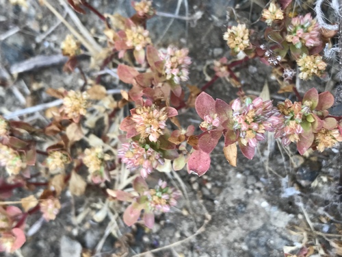 Polycarpon tetraphyllum (fourleaf manyseed) (alternate view 4)
