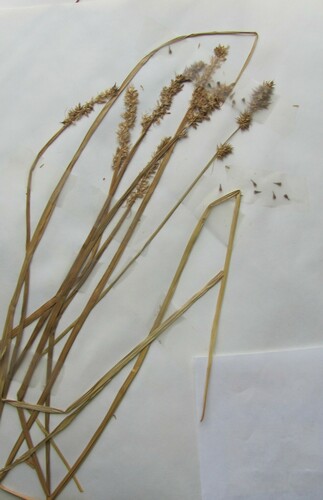 Carex stipata (sawbeak sedge) (alternate view 5)