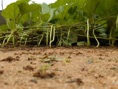 Cucumis (Melons & Cucumbers) (alternate view 8)