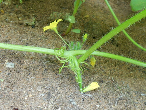 Cucumis (Melons & Cucumbers) (alternate view 5)