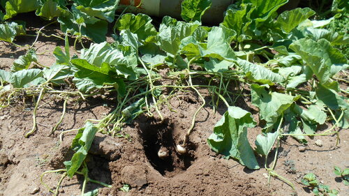 Cucumis (Melons & Cucumbers) (alternate view 7)