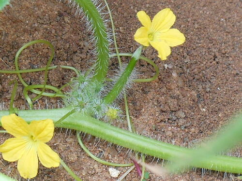 Cucumis (Melons & Cucumbers) (alternate view 6)